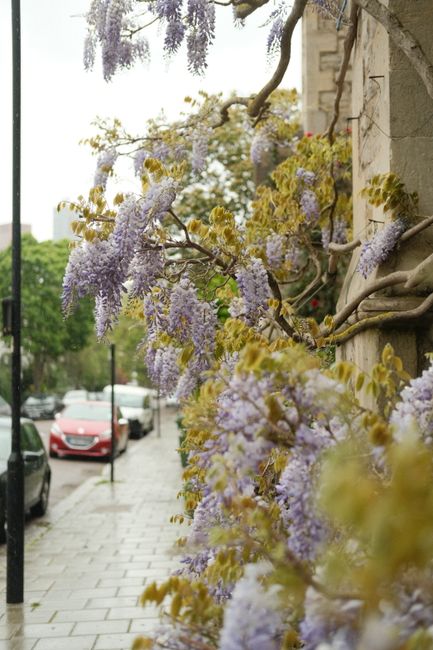 A close-up view of delicate, lavender-colored wisteria flowers with cascading clusters of small, frilled petals, blooming along a twisting vine attached to a stone building wall. The flowers are vibra